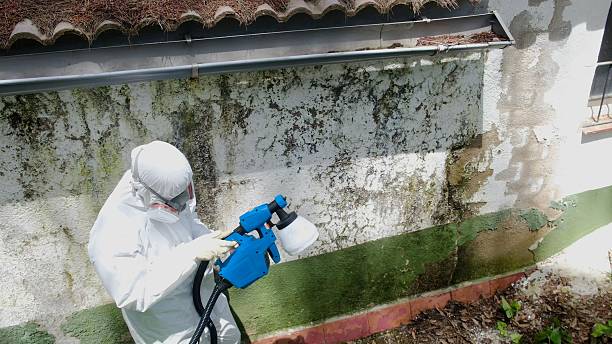 Trusted Bathroom Mold Removal service in Needham Heights, MA - Cheap Mold Removal